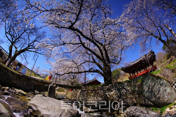 용원정 벚꽃의 모습 / 사진_투어코리아 유지훈 기자