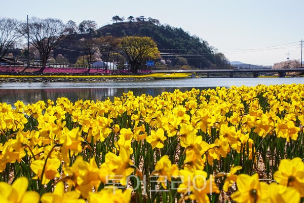 순창읍의 경천 천변을 가득채운 수선화 모습 / 사진_투어코리아 유지훈 기자