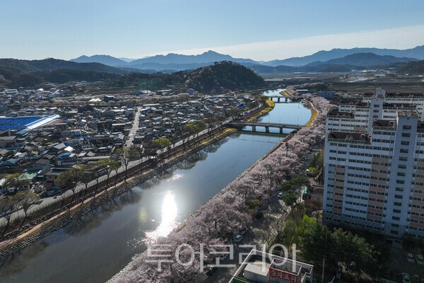 순창읍 경천의 벚꽃이 피어난 아름다운 모습 / 사진_투어코리아 유지훈 기자