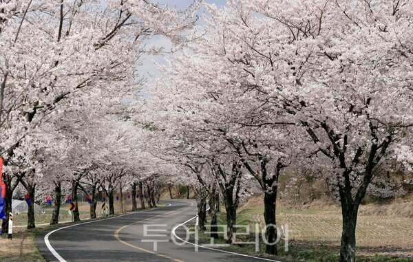 ▲청양군의 대표 전통문화 축제인 ‘제27회 칠갑산 장승축제’가 오는 11~12일까지 이틀간 칠갑산 장승공원 일원에서 막을 올린다(축제행사장으로 이어지는 벚꽃길 모습). /사진-청양군