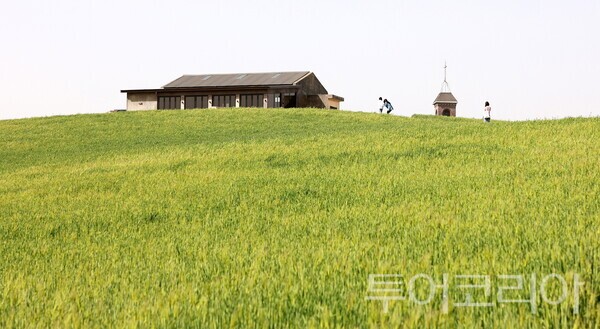 ▲천북 청보리밭 전경. /사진-보령시