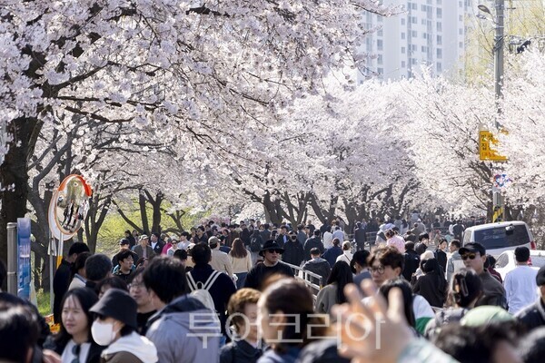 김포시와 김포문화재단이 지난 11일과 12일 양일간 2026 김포벚꽃축제 ‘오롯이 벚꽃’을 개최하고 있다.