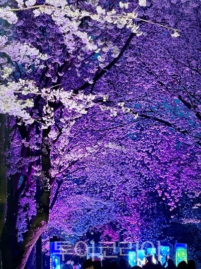 김포시와 김포문화재단이 지난 11일과 12일 양일간 2026 김포벚꽃축제 ‘오롯이 벚꽃’을 개최하고 있다.