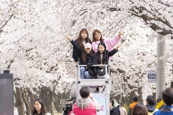 김포시와 김포문화재단이 지난 11일과 12일 양일간 2026 김포벚꽃축제 ‘오롯이 벚꽃’을 개최하고 있다.