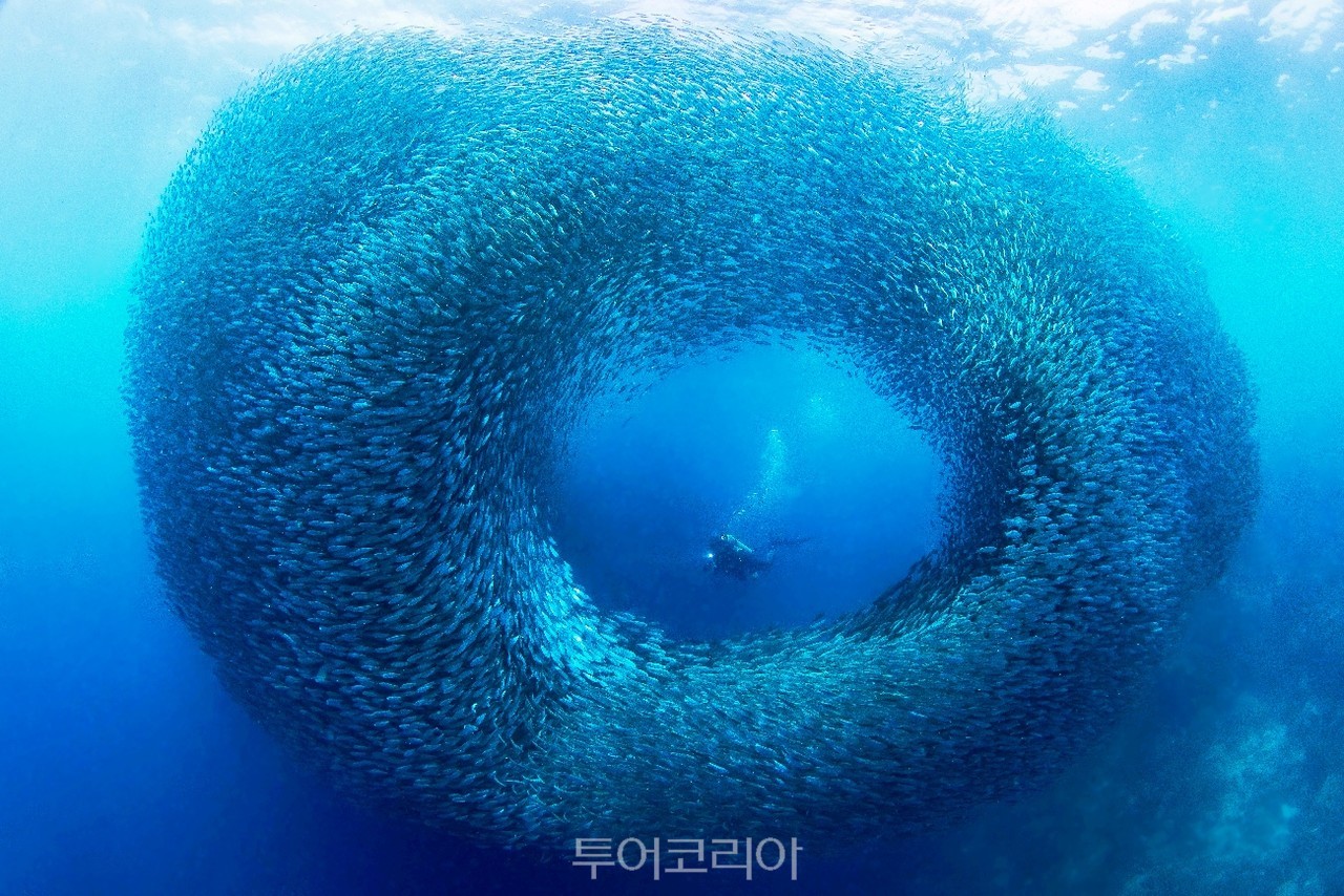 필리핀 세부 모알보알(Moalboal) /사진-필리핀 관광부