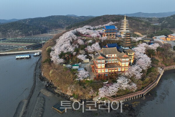 태안 안면암에 피어난 벚꽃의 아름다운 모습 / 사진_투어코리아 유지훈 기자