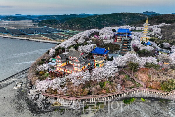 ​태안 안면암에 피어난 벚꽃의 아름다운 모습 / 사진_투어코리아 유지훈 기자