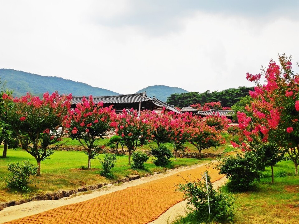 한여름 병산서원을 핑크빛으로 물들이는 배롱나무