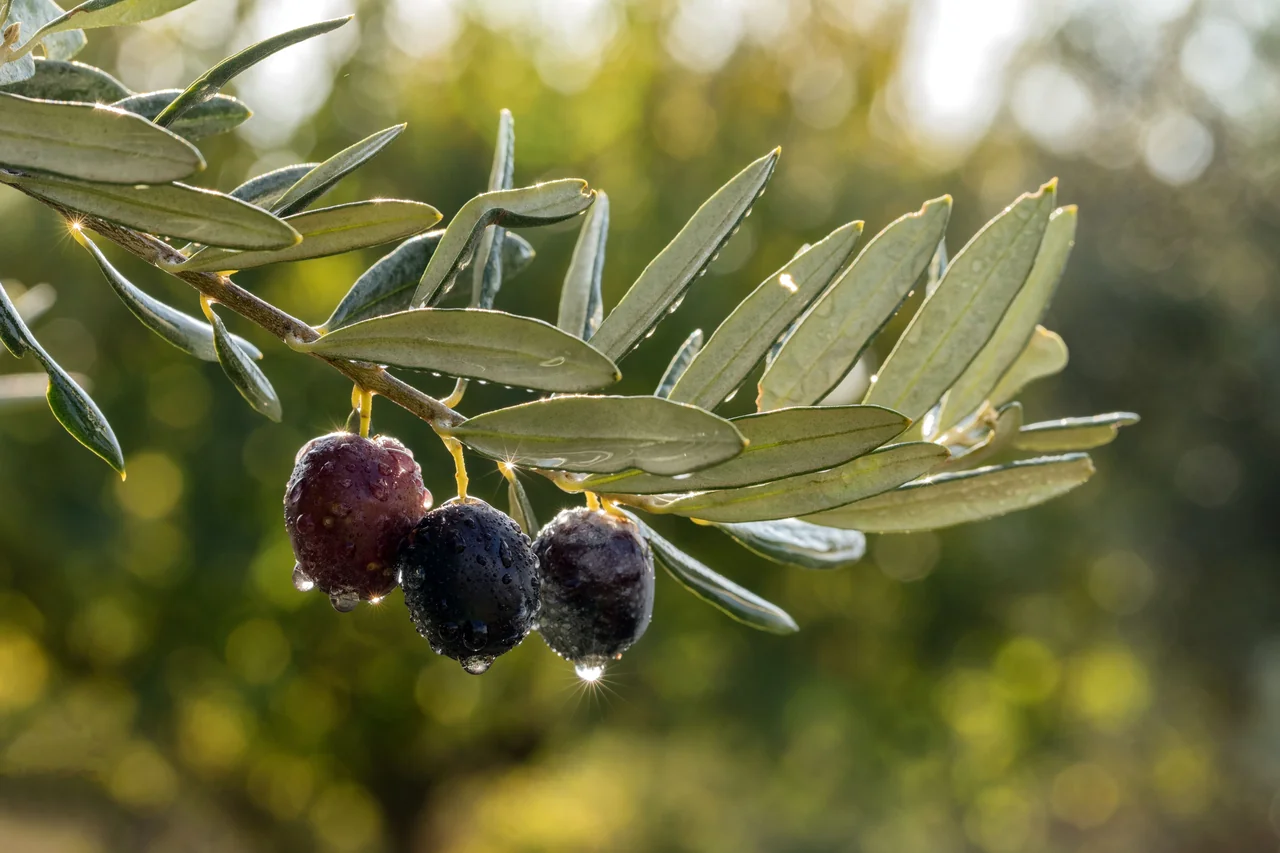 /사진=튀르키예, 다세대 가족 여행지로 부상… 전 연령층 공략