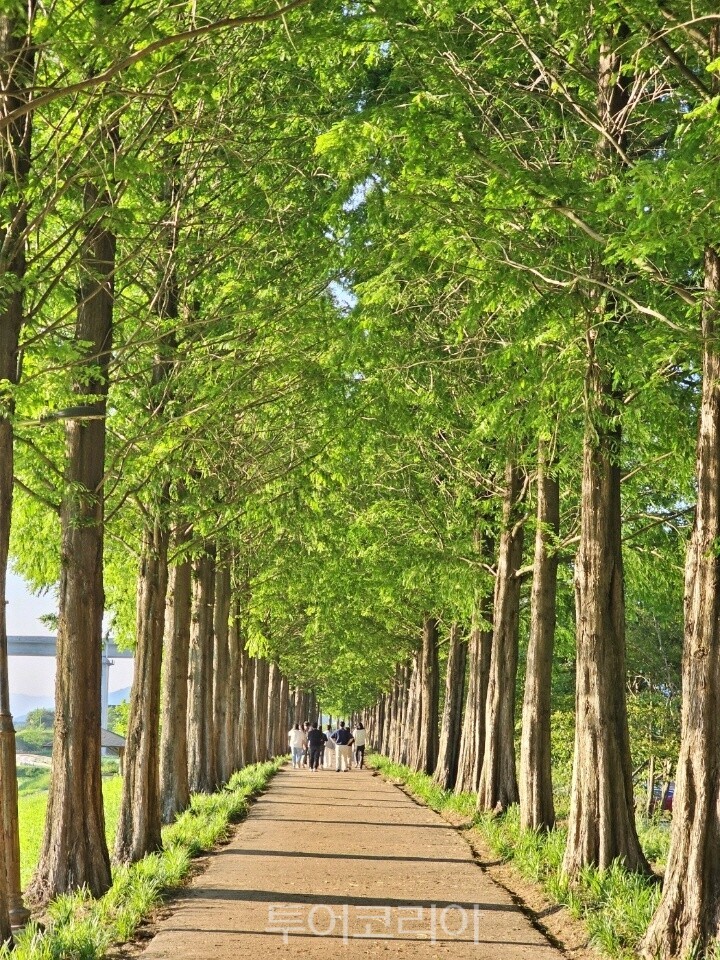 메타세쿼이아 둘레길 / 사진 -공주시