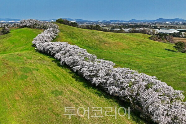 서산한우목장의 벚꽃의 모습 / 사진_투어코리아 유지훈 기자