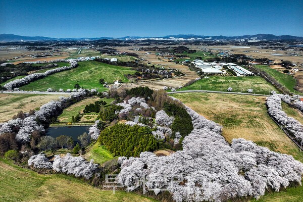 서산한우목장의 벚꽃의 모습 / 사진_투어코리아 유지훈 기자