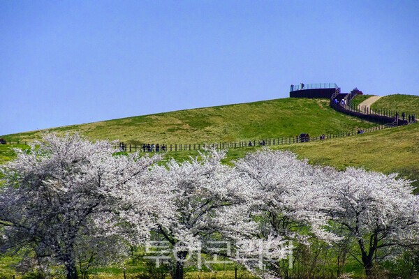 서산한우목장의 웰빙 산책로의 아름다운 모습 / 사진_투어코리아 유지훈 기자