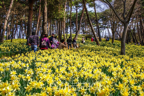 유기방가옥의 수선화가 핀 동산의 모습 / 사진_투어코리아 유지훈 기자