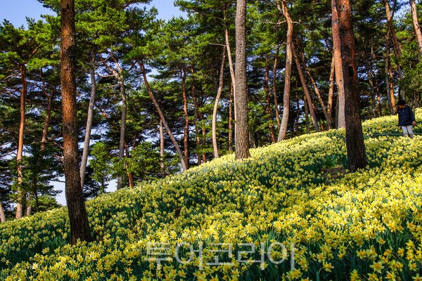 유기방가옥의 수선화가 핀 동산의 모습 / 사진_투어코리아 유지훈 기자