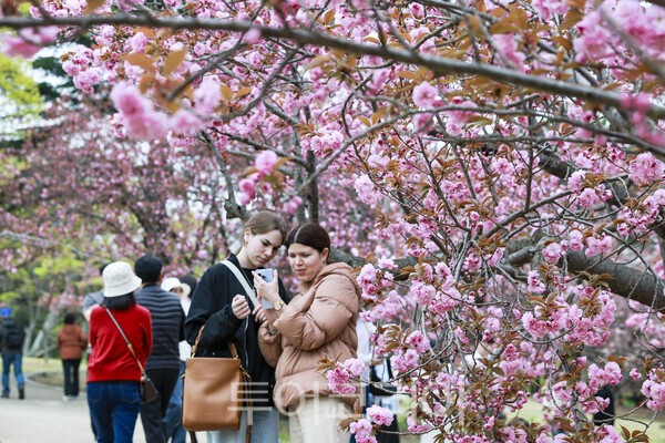 지난 14일 불국사공원 겹벚꽃 아래에서 방문객들이 사진을 찍으며 추억을 남기고 있다./사진-경주시