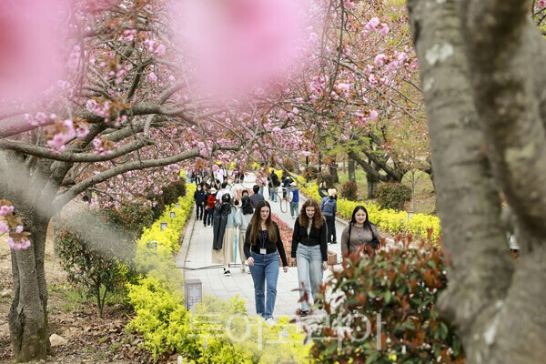 지난 14일 겹벚꽃이 터널을 이룬 불국사공원에 상춘객들의 발길이 이어지고 있다./사진-경주시