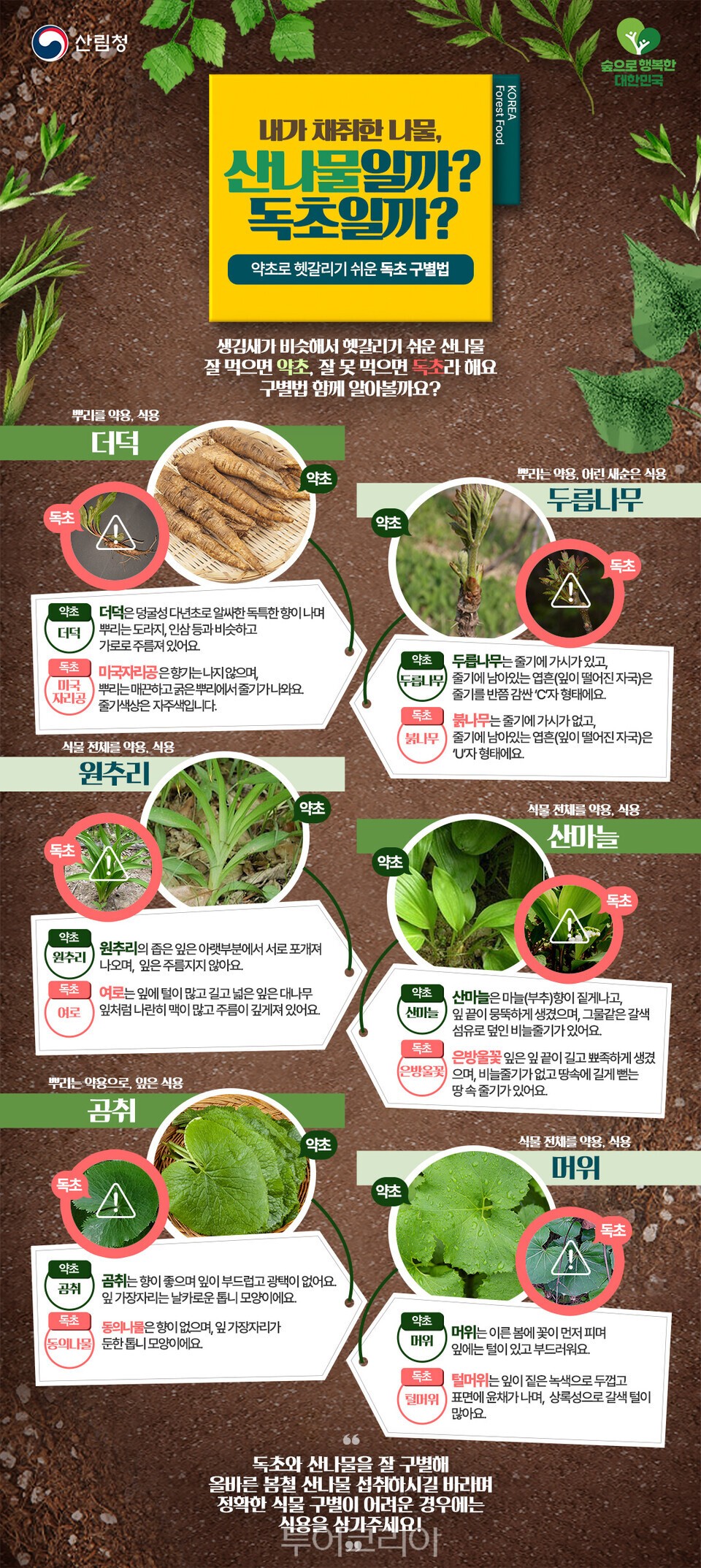산나물 독초 구별법 인포그래픽/산림청 제공