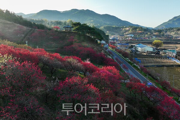 아름다운 홍도화가 피어있는 동산 / 사진_투어코리아 유지훈 기자