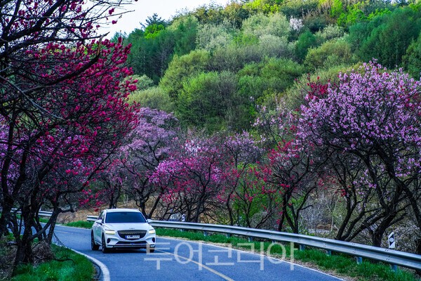 ​아름다운 홍도화가 피어있는 길 / 사진_투어코리아 유지훈 기자