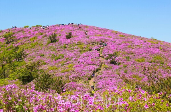 일림산 철쭉 군락 전경. /사진-보성군