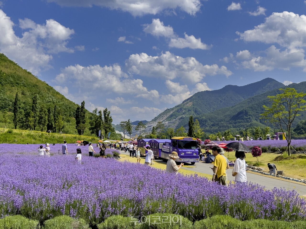 무릉별유천지 라벤더 풍경/ 사진-동해시