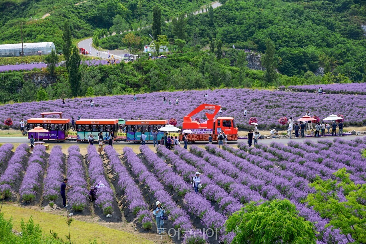 무릉별유천지 열차/사진-동해시