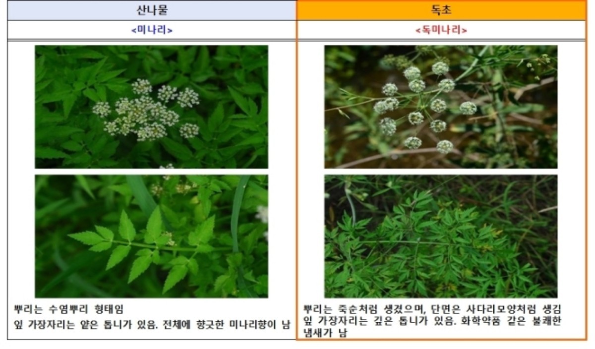 미나리, 독미나리 차이. / 식품의약품안전처 제공