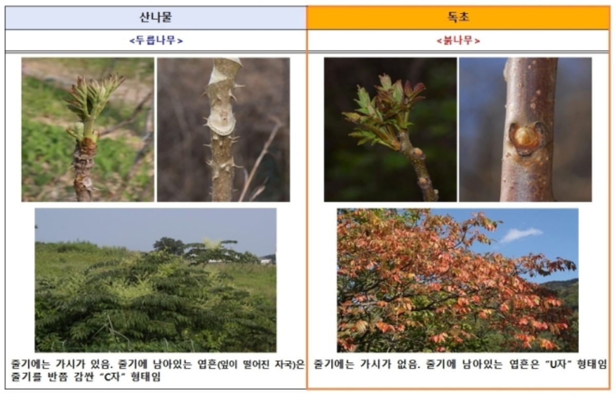 두릅나무, 붉나무 차이. / 식품의약품안전처 제공