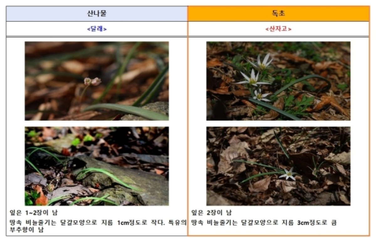 달래, 산자고 차이. / 식품의약품안전처 제공