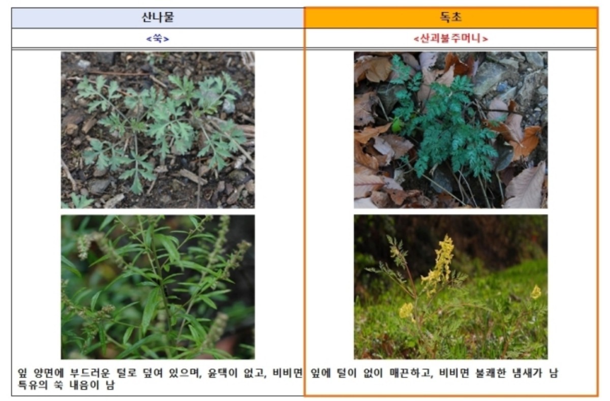 쑥, 산괴불주머니 차이. / 식품의약품안전처 제공