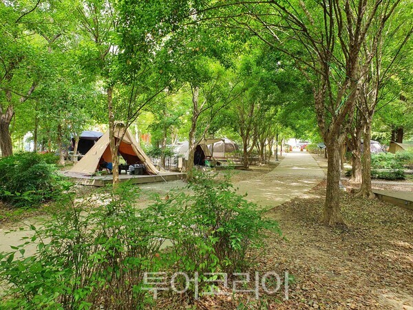 광주시민의숲 야영장 전경. /사진-광주시