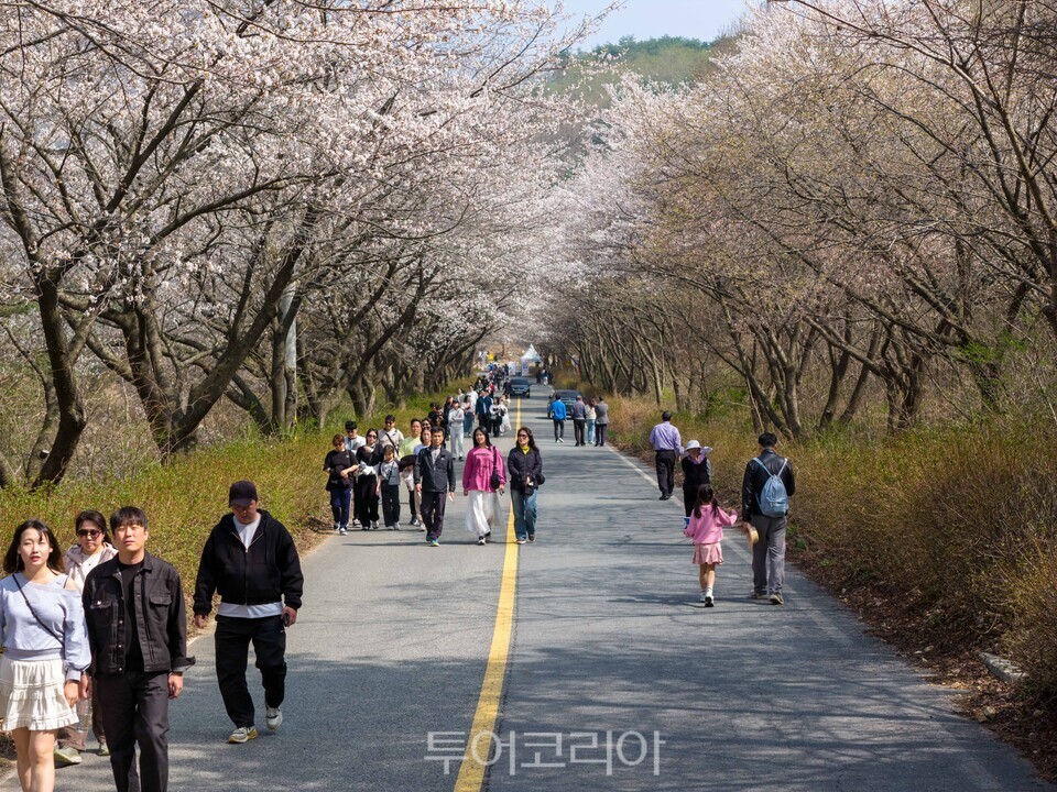 화창한 봄날씨에  군북면  산꽃벚꽃마을 산꽃벚꽃 정취 즐기는 관광객들,/사진=금산문화관광축제재단