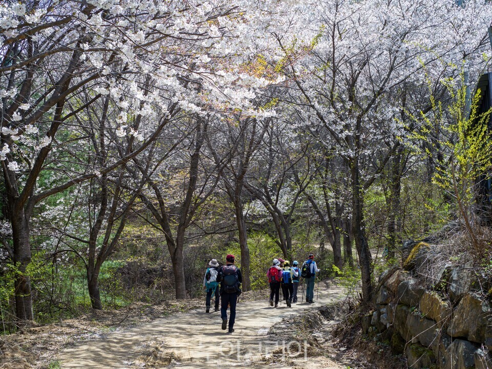 화창한 봄날씨에  군북면  산꽃벚꽃마을 산꽃벚꽃 정취 즐기는 관광객들,/사진=금산문화관광축제재단