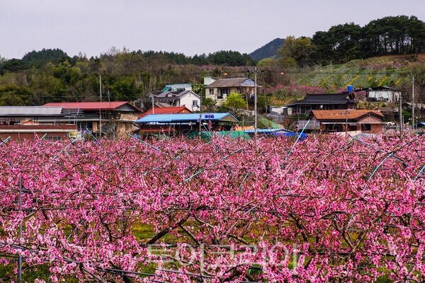 복숭아꽃으로 덮힌 앞섬마을 전경 / 사진_투어코리아 유지훈 기자