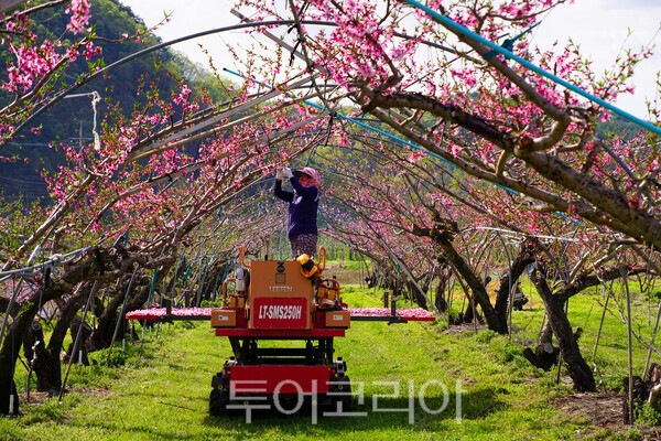 복숭아꽃 속아주는 작업을 하는 마을 주민들 / 사진_투어코리아 유지훈 기자