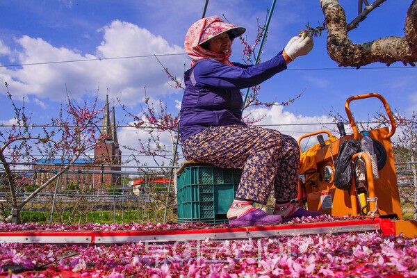 복숭아꽃 속아주기 작업을 하는 마을주민 / 사진_투어코리아 유지훈 기자 