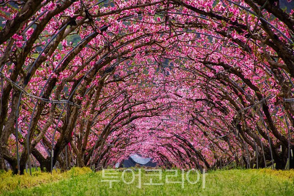 앞섬마을 복숭아꽃 터널의 모습 / 사진_투어코리아 유지훈 기자