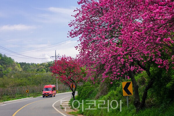 앞섬에서 뒷섬으로 가는 길에 홍도화가 핀 모습 / 사진_투어코리아 유지훈 기자