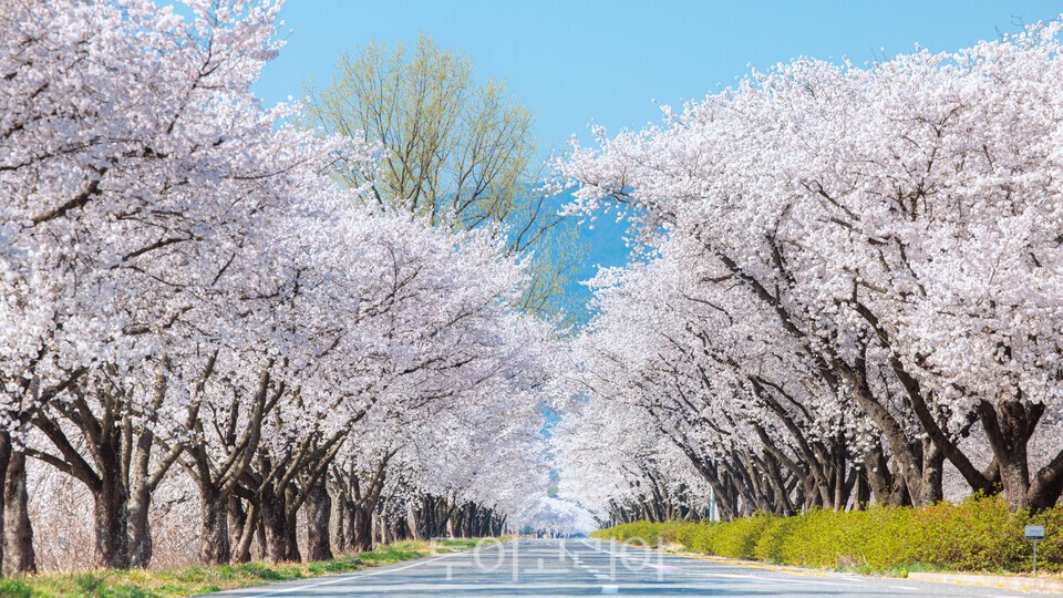 합천을 화사하게 수놓았던 100리 벚꽃길
