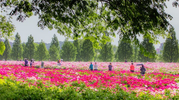 5월 합천을 아름담게 수놓는 핫들생태공원 작약꽃/ 사진=합천군