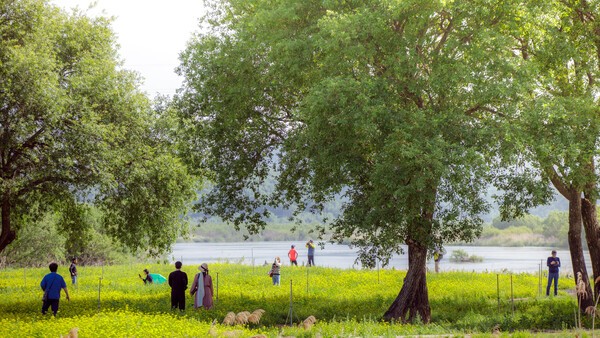 5월 합천을 아름답게 수놓은 핫들생태공원 유채꽃/ 사진=합천군
