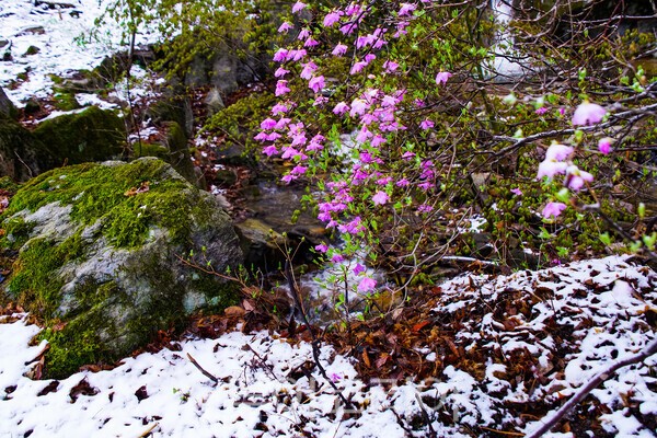 2025.4.13일에 무주 적상산에 내린 봄눈의 모습 / 사진-투어코리아 유지훈