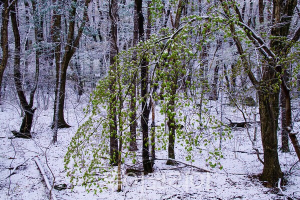 2025.4.13일에 무주 적상산에 내린 봄눈의 모습 / 사진-투어코리아 유지훈