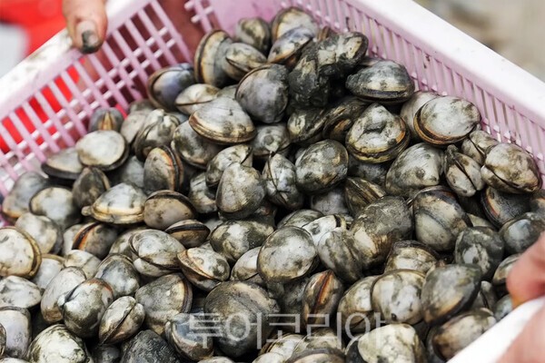 제9회 고창 하전 바지락 페스티벌 캡쳐