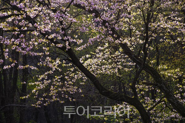 적상산 상부에 피어난 산벚꽃의 모습 / 사진-투어코리아 유지훈