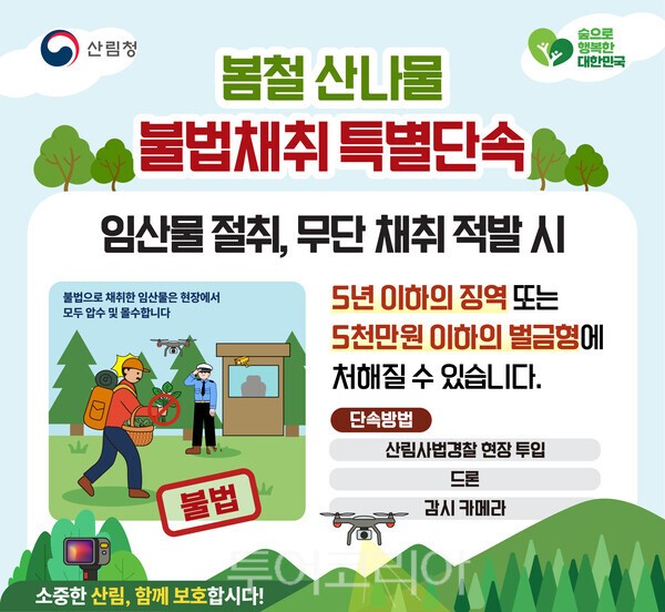 봄철 산나물 불법채취 특별단속 인포그래픽-산림청 제공