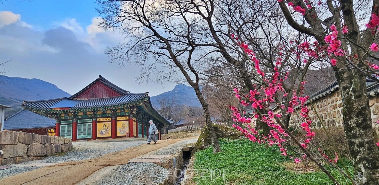 대흥사의 봄 /사진-투어코리아