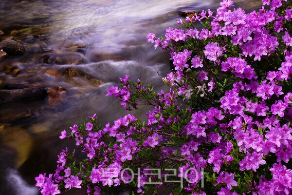 월성계곡에 피어난 수달래의 모습 / 사진_투어코리아 유지훈 기자
