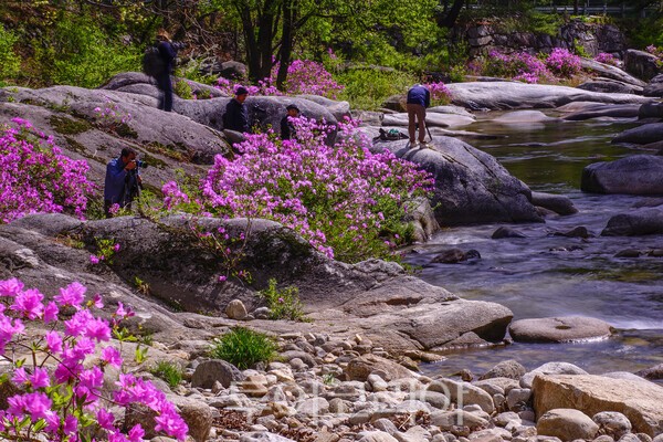 수달래를 촬영하는 사진인들의  모습 / 사진_투어코리아 유지훈 기자